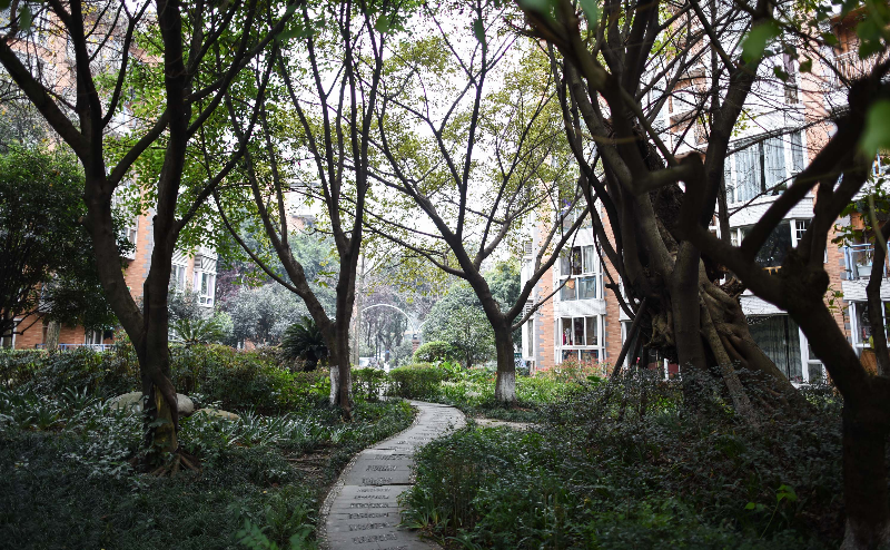 北京广内三庙街社区老街坊当起环境魔法师共建惬意花园