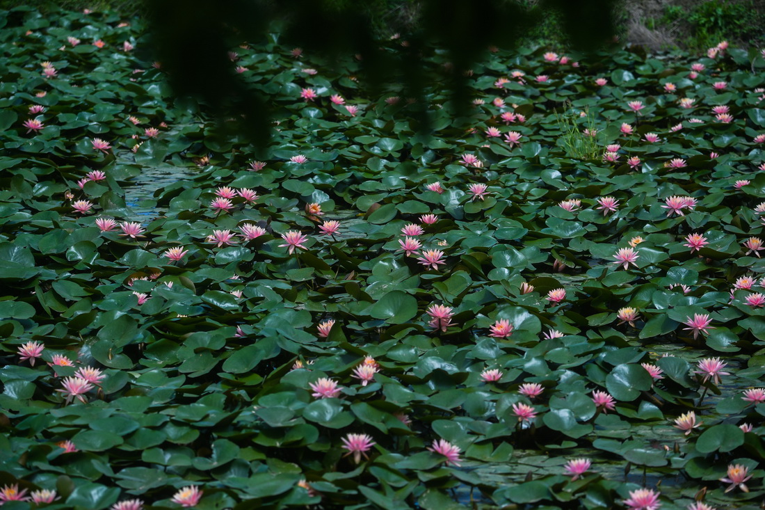睡莲美 白鹭飞 初夏时节田园五彩缤纷 京报网