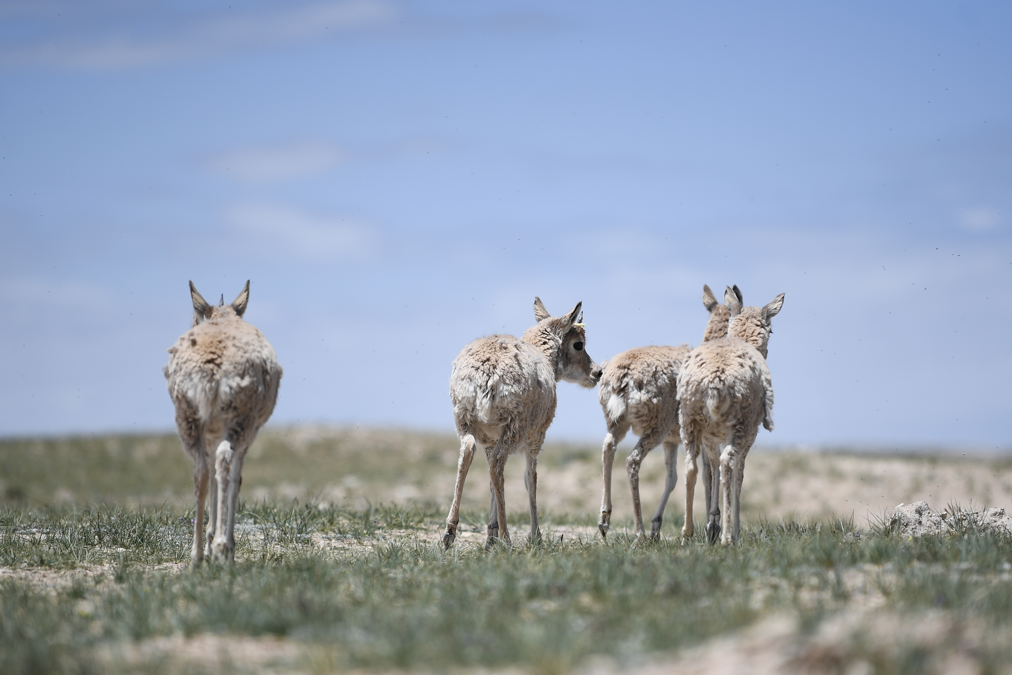 大美西藏，高原上的藏羚羊，十分可爱-搜狐