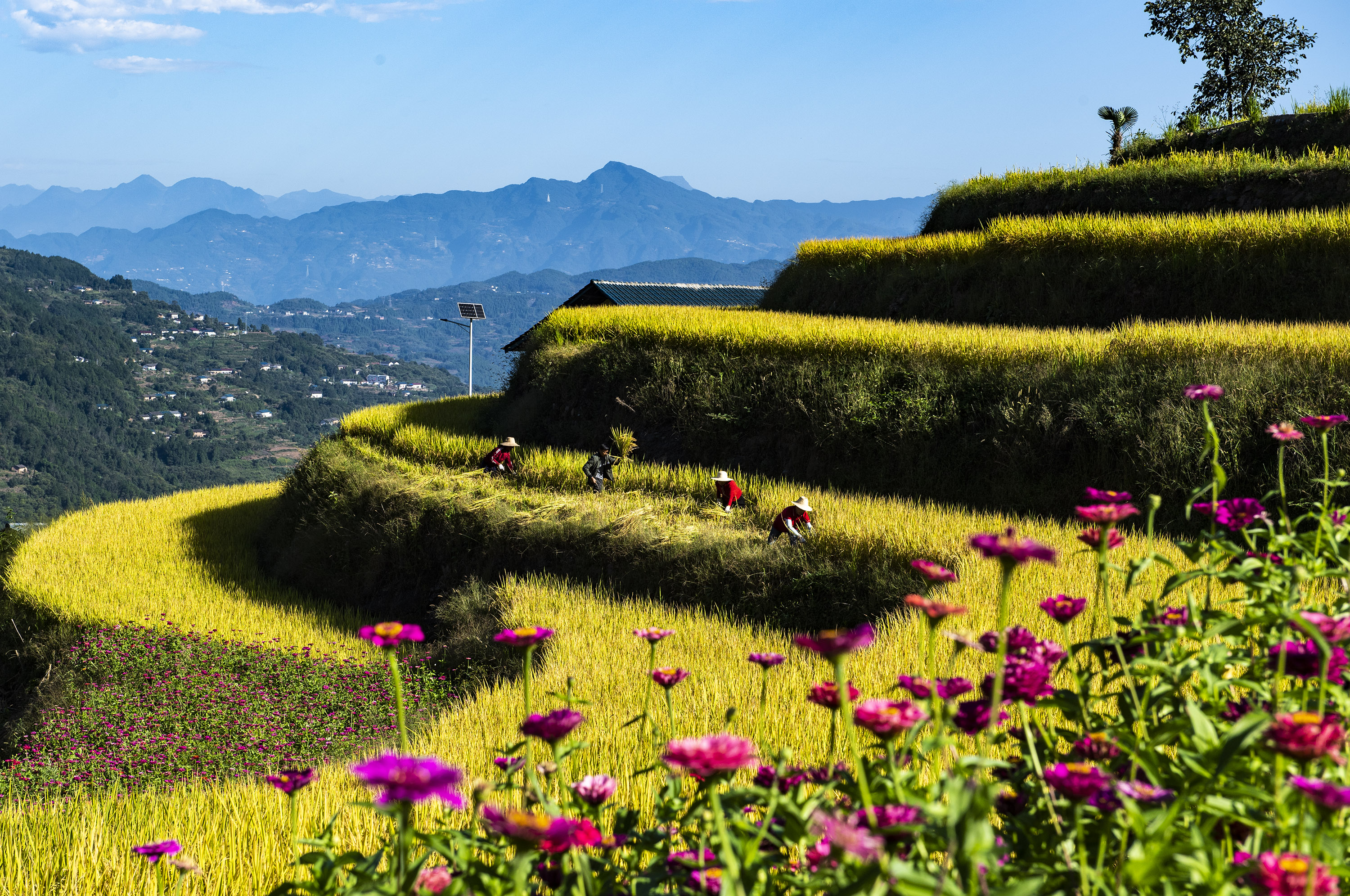 层叠梯田中一幅农耕画卷