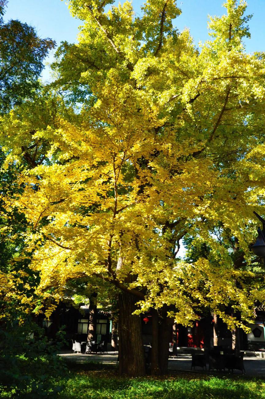 树干通直,姿态优美,春夏翠绿,深秋金黄,被郭沫若称为中国的国树