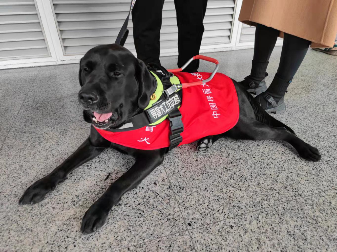 记者注意到,黑萌萌佩戴了导盲鞍,还有"导盲犬工作中请勿打扰"的字样.
